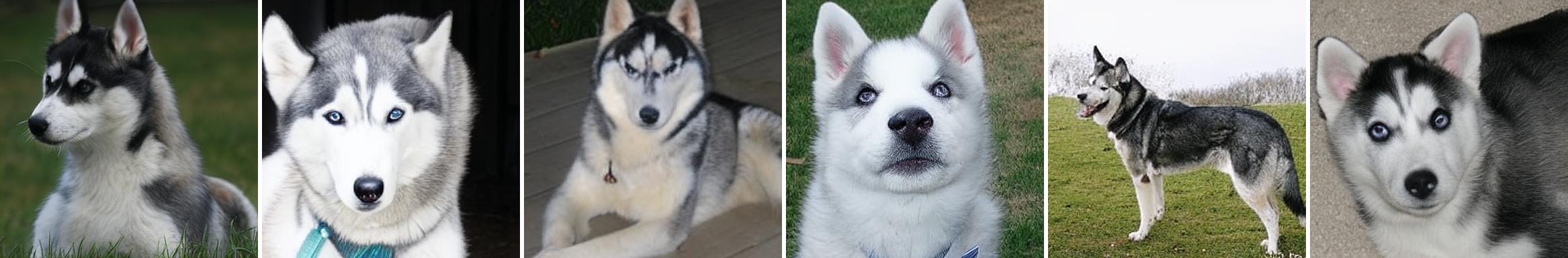 Siberian husky