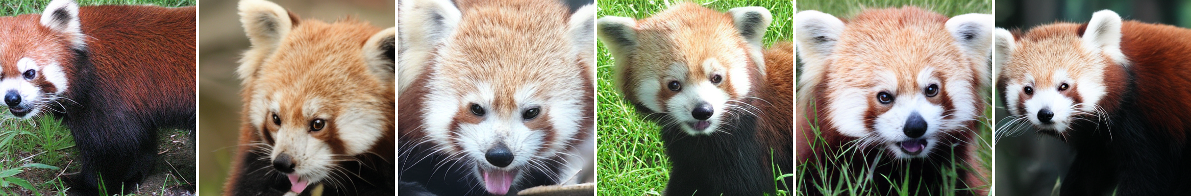 Lesser panda