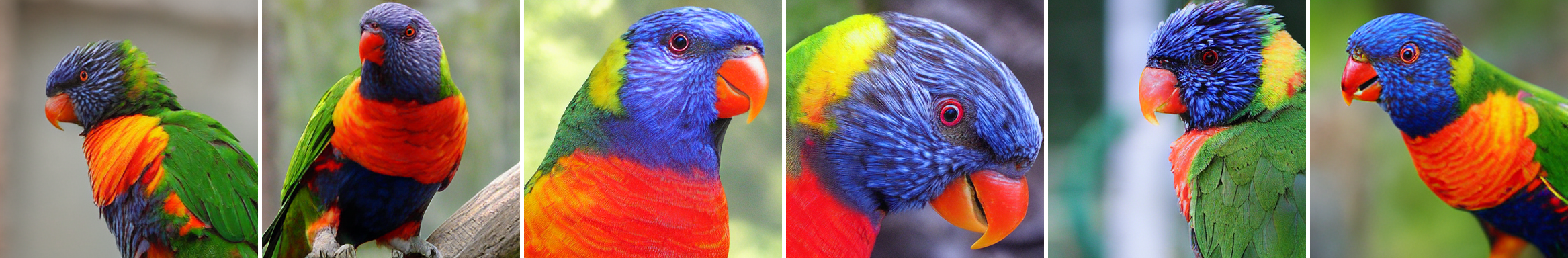 Lorikeet