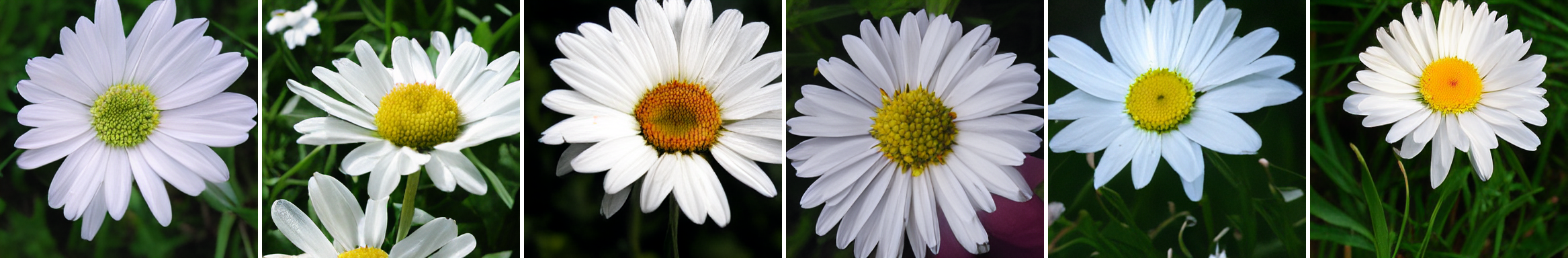 Daisy